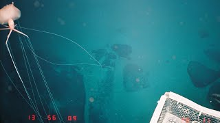 20 Strange Deep Ocean ROV Findings from Japan 🇯🇵  Mega Sea Creature Countdown [upl. by Limhaj58]