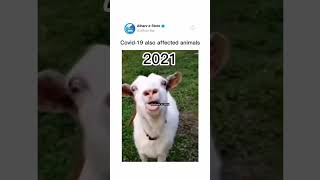 FUNNY GOAT VOICE😂 goat funny funnyvideo goatfarm animals goatfarmerlife goatlovers [upl. by Zysk]