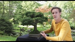 1000 year old Ficus Bonsai [upl. by Anitnegra]