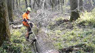 Stihl Pappelfällung  poplar felling [upl. by Ydwor665]