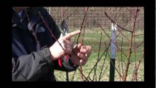 How to Prune a 3rdyear Peach or Stonefruit Tree in Early Spring  Gurneys Video [upl. by Shifrah313]