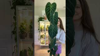 Philodendron Splendid Growth 🤩 [upl. by Brantley]