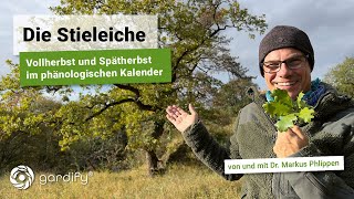 Die Stieleiche  Vollherbst und Spätherbst im phänologischen Kalender Wald Natur  gardify Tipps [upl. by Lanrev]