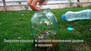 КАК СДЕЛАТЬ ТЕРРАРИУМ Terrarium yasash [upl. by Eltsyrc715]