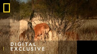 The Kangaroo King  Kangaroos vs Dingos  National Geographic UK [upl. by Gibson]