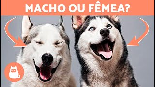 Diferenças entre HUSKY SIBERIANO Macho e Fêmea 🐺🐾 Qual escolher [upl. by Photina696]