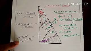 Posterior Triangle  Part 1  Occipital Triangle  The Charsi of Medical Literature [upl. by Audly74]