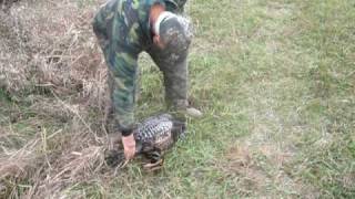 Collecting the turkeys  Hunting in Jefferson County Nebraska [upl. by Salman]