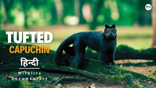 Tufted Capuchin  हिन्दी डॉक्यूमेंट्री  Wildlife documentary in Hindi [upl. by Helgeson]