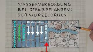 Wurzeldruck für Kenner  lessonsathome [upl. by Notelrac]