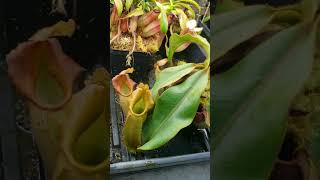 Feeding Nepenthes Veitchii carnivorousplants nature plants houseplants [upl. by O'Shee]