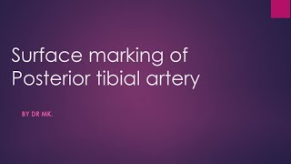 posterior tibial artery surface marking surface marking of posterior tibial artery [upl. by Artina]