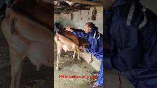 Intramuscular injection in cattle IM injection in a cow [upl. by Adaliah]