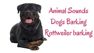 Rottweiler barking HD sound Dogs Barking [upl. by Minoru]