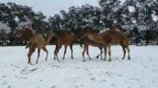 dromedarios  en la nieve en el Zooloógicio de Luján [upl. by Cotterell935]