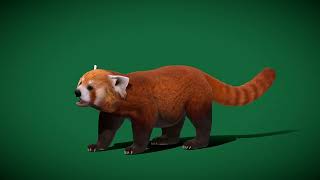 Red Pandas Mammal 3D animals nyilonelycompany wildlife pet nature 3d endangered redpanda [upl. by Osnofla211]