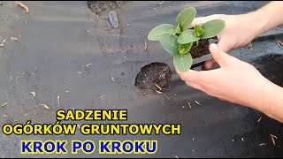 Sadzenie Ogórków gruntowych KROK po KROKU  Jak uprawiać Ogórek gruntowy [upl. by Sone901]