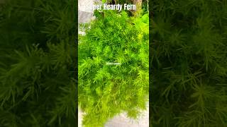 ASPARAGUS FERN Summer season ka Beautiful Ornamental Plant No need for extra care 🌿 [upl. by Merfe]