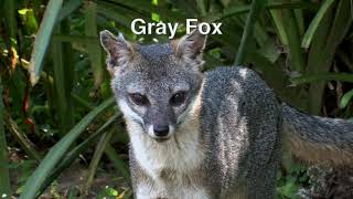 Portions For Foxes Rilo Kiley Greys Anatomy Soundtrack Music [upl. by Isabel]