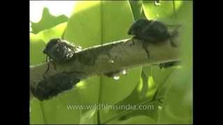 Cicadas spraying honey due from sap of Cassia tree [upl. by Greiner]