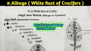 Albugo part1  White Rust of Crucifers  Albugo Structure and Reproduction BSc 1st year Botany [upl. by Maker]