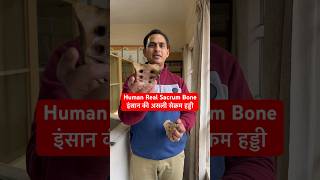 Human Real Sacrum Bone  इंसान की असली सेक्रम हड्डी shorts trending viral youtubeshorts short [upl. by Adnam]