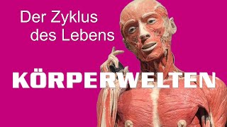 KÖRPERWELTEN amp Der Zyklus des Lebens [upl. by Hamford]