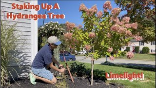 How to Stake Up a Leaning LimelightPanicle Hydrangea Tree🌸 [upl. by Sirred]