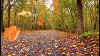 Autumn Leaves FallingBlowing From Trees on a Windy Fall Day  Relaxing AmbienceFREE Stock Footage [upl. by Jedthus334]