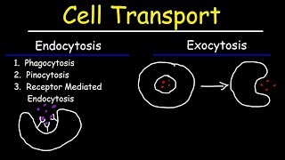 Cell Transport  Endocytosis Exocytosis Phagocytosis and Pinocytosis [upl. by Eimaj]