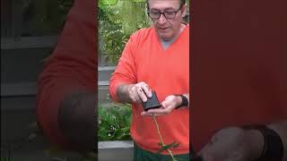 Conseils jardinage Comment réussir sa bouture de rosier shortsyoutube [upl. by Rossen]