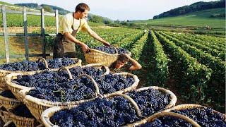 How to produce millions of vines  Grape Seedlings Production  Harvesting and processing grape [upl. by Chellman324]