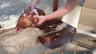 Unboxing HyLine Brown Chickens [upl. by Nenad226]