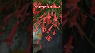 폭죽초루셀리아 키우기 Russelia plant care firecracker plant care shorts [upl. by Laenahtan]