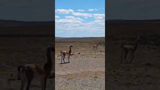 ESTRADAS ARGENTINAS  GUANACOS NA PATAGÔNIA [upl. by Montague]