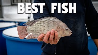 What are the BEST FISH for aquaponics [upl. by Indys]