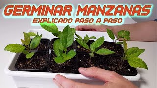 Germinar Manzanas Rápido  Sembrar y Cultivar Manzana  Germinar semillas de Manzana  Huerto [upl. by Xilef]