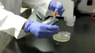 Bacterial Spread Sterile Spreader Method [upl. by Ellehc]