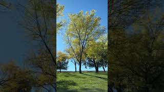 Soft Wind Sounds through NatureTrees blowing in late autumn🍂🌳ASMR Sleep InducingPLS SUBSCRIBE🙏 [upl. by Ephrayim]