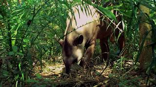 Brasil Secreto  Ep 02  Pantanal Selvagem [upl. by Uyekawa]