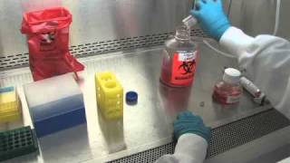 Thawing and Plating Cryopreserved Hepatocytes  Video Demonstration [upl. by Ayalahs]