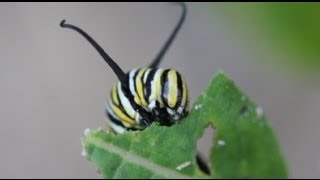 Life Cycle of the Monarch Butterfly [upl. by Debarath264]