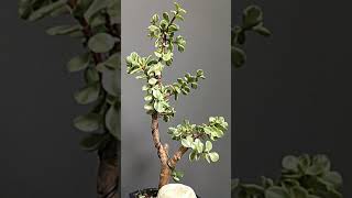 Crassula Portulacaria afra Variegata [upl. by Novyar487]