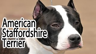 American Staffordshire Terrier Breed [upl. by Louella]