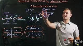 Skeletal Muscle Part 2 The Crossbridge Cycle [upl. by Spiegelman309]