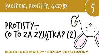 Przegląd protistów cz2  Protisty roślinopodobne i grzybopodobne  biologia matura liceum [upl. by Clellan]