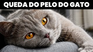 Como Acabar com a Queda de Pelo do seu Gato  Dicas e Truques [upl. by Rabma]