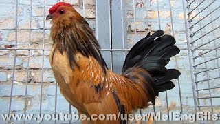 Poule et Coq Barbu dAnvers Caille  Antwerp Belgian Bantam  Antwerpener Bartzwerge [upl. by Kenwrick]