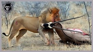 10 Painful Moments When Antelopes Fight Until Their Last Breath  Animal Attack [upl. by Yramliw]