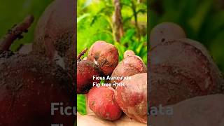 नेभार Ficus auriculata fig tree shorts figtree fruit villagelife music [upl. by Yelah]